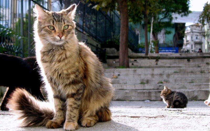 Long-haired cat in a city