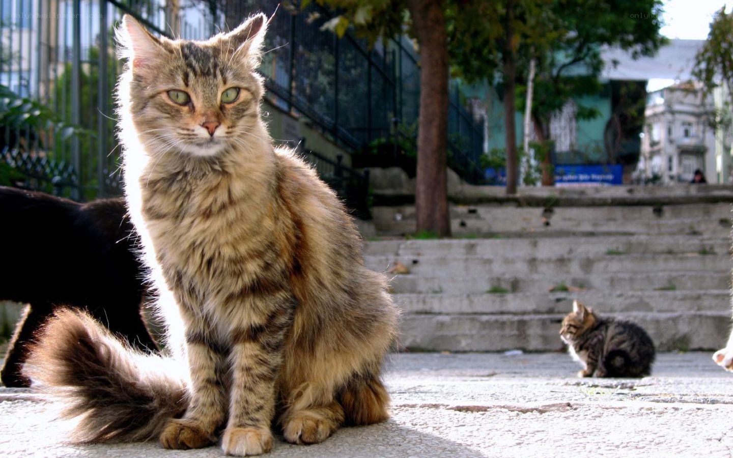 Long-haired cat in a city