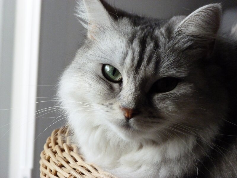 Long-haired Cat in Basket