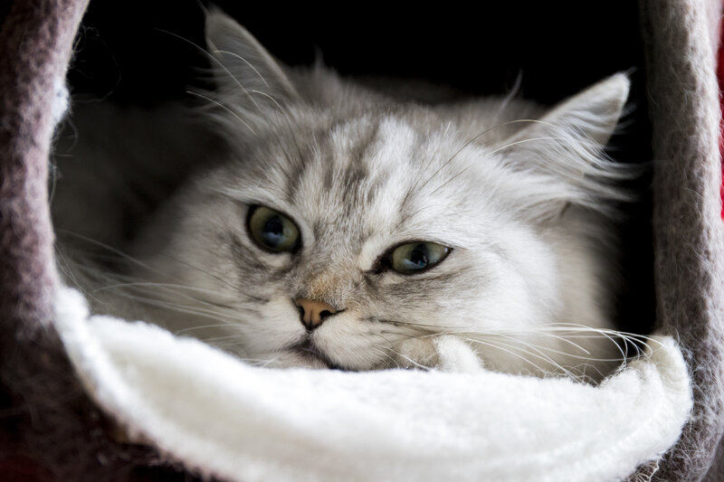 Long-haired Cat in Bed
