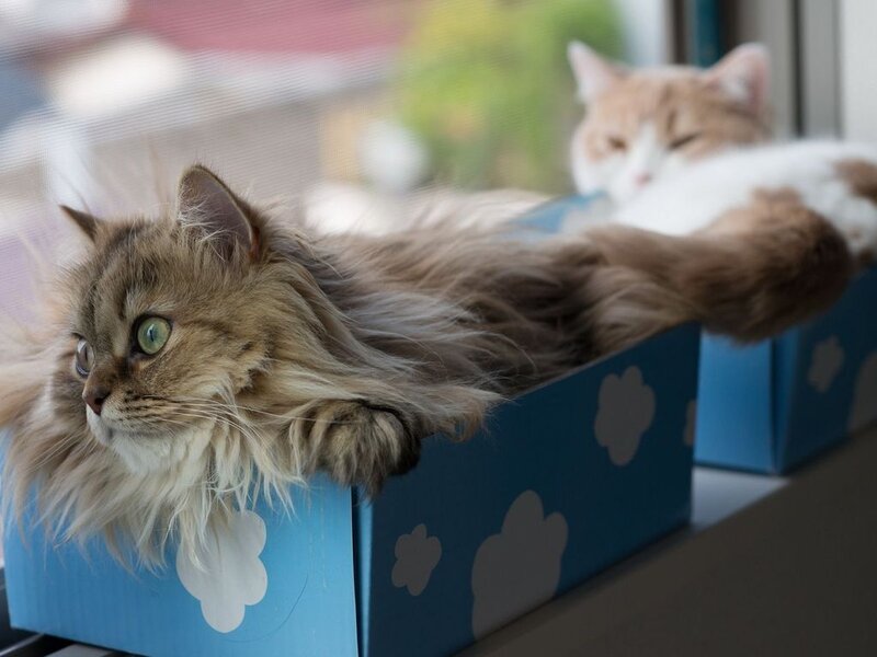 Long-haired Cat in Box — Blue