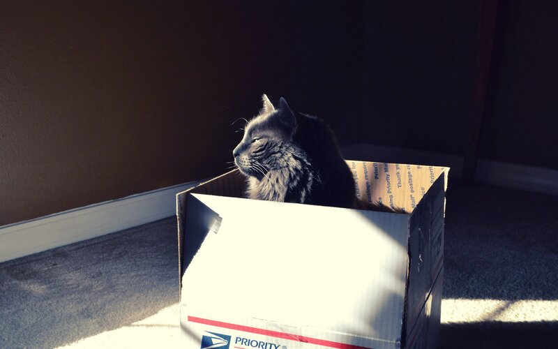 Long-haired Cat in Box — Gray, Serene, Afternoon