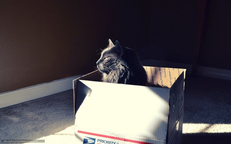 Long-haired Cat in Box — Gray, Serene