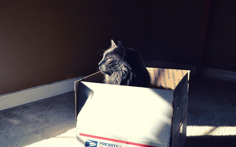 Long-haired Cat in Box — Gray