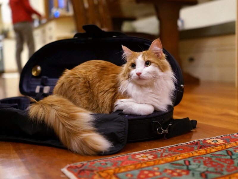 Long-haired Cat in Case