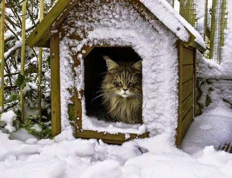 Long-haired Cat in Dog House
