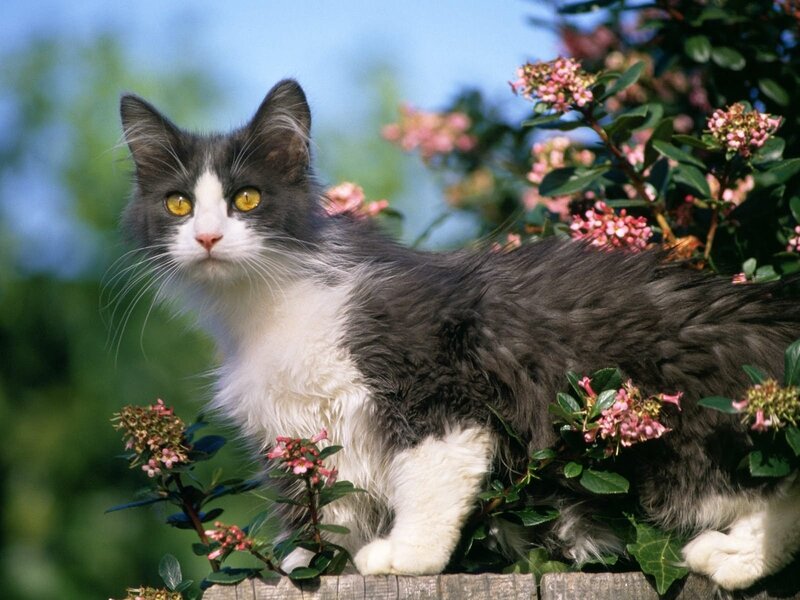 Long-haired Cat in Flowers — Gray, Calm, Spring, Photograph