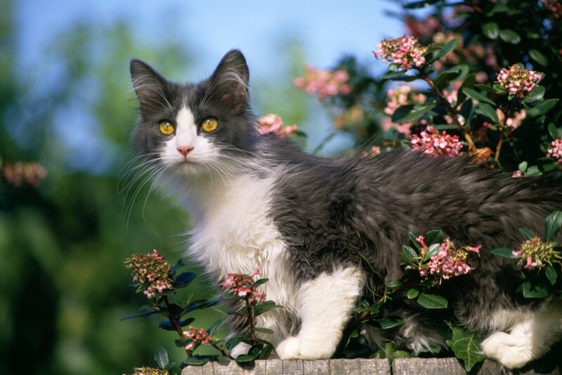Long-haired Cat in Flowers — Gray, Calm, Spring
