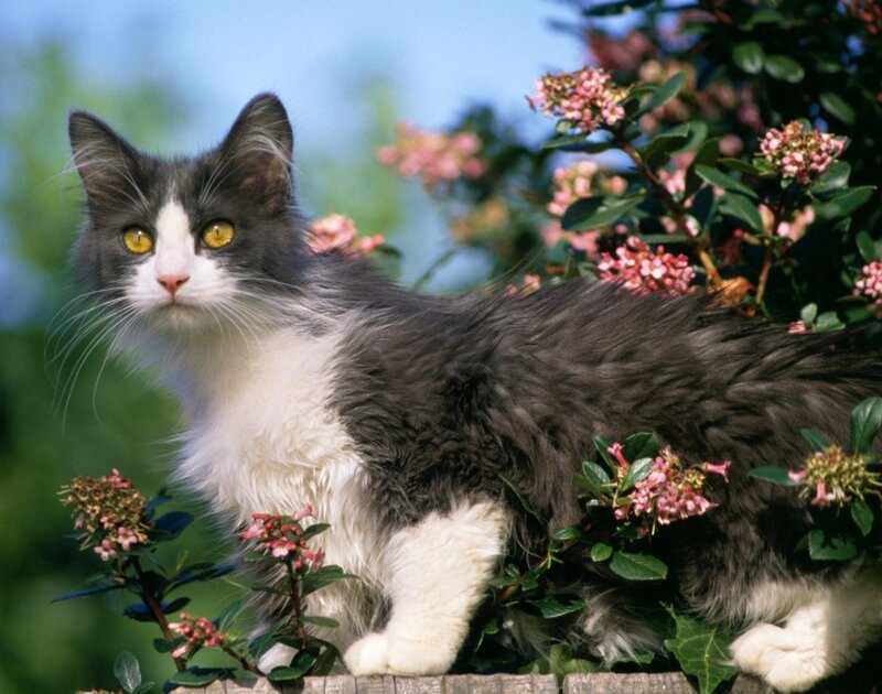 Long-haired Cat in Flowers — Gray, Calm