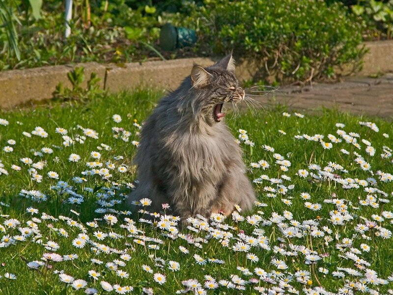 Long-haired Cat in Flowers