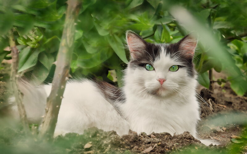 Long-haired Cat in Foliage — White