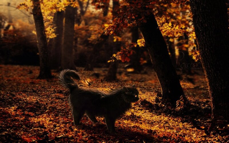 Long-haired Cat in Forest