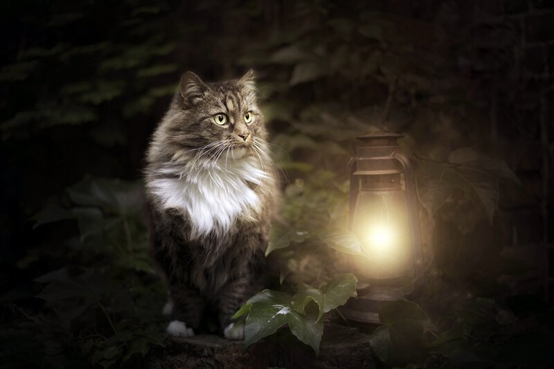 Long-haired Cat in Garden — Brown, Dramatic