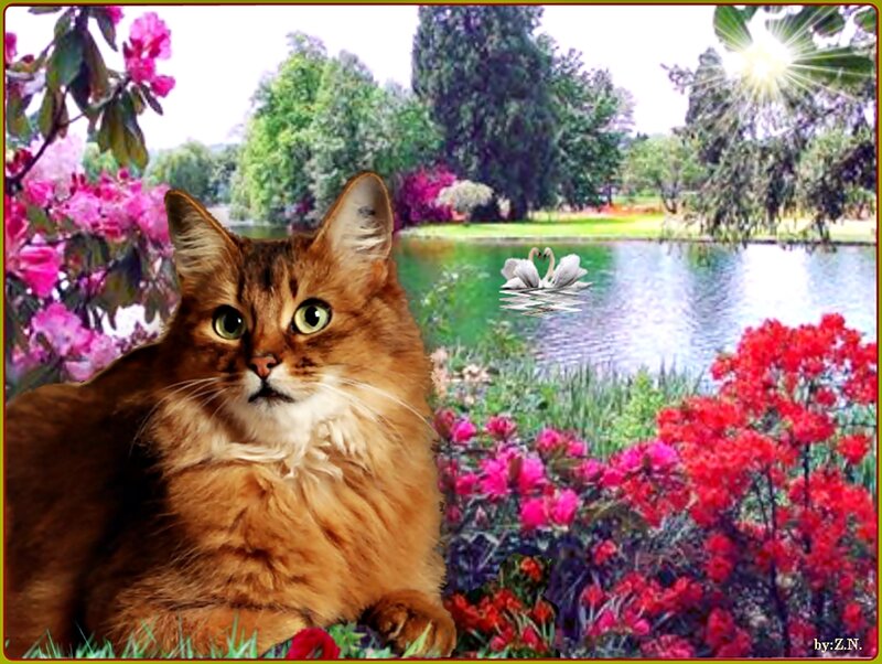 Long-haired Cat in Garden — Brown, Serene