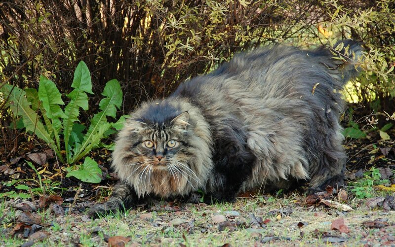 Long-haired Cat in Garden — Brown