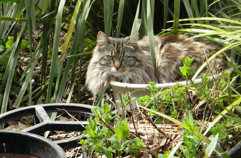Long-haired cat in garden foliage