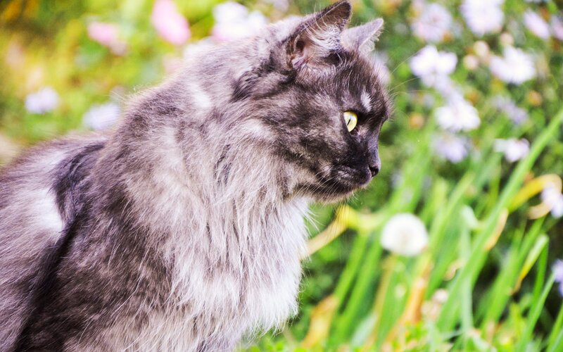 Long-haired Cat in Garden — Gray