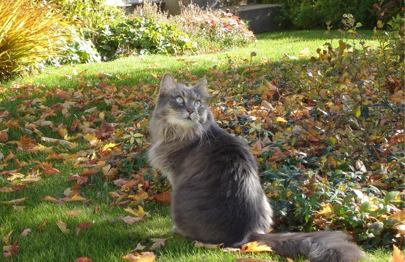 Long-haired Cat in Garden — Green, Calm