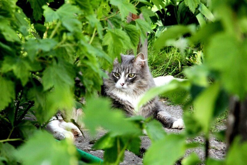 Long-haired Cat in Garden — Green
