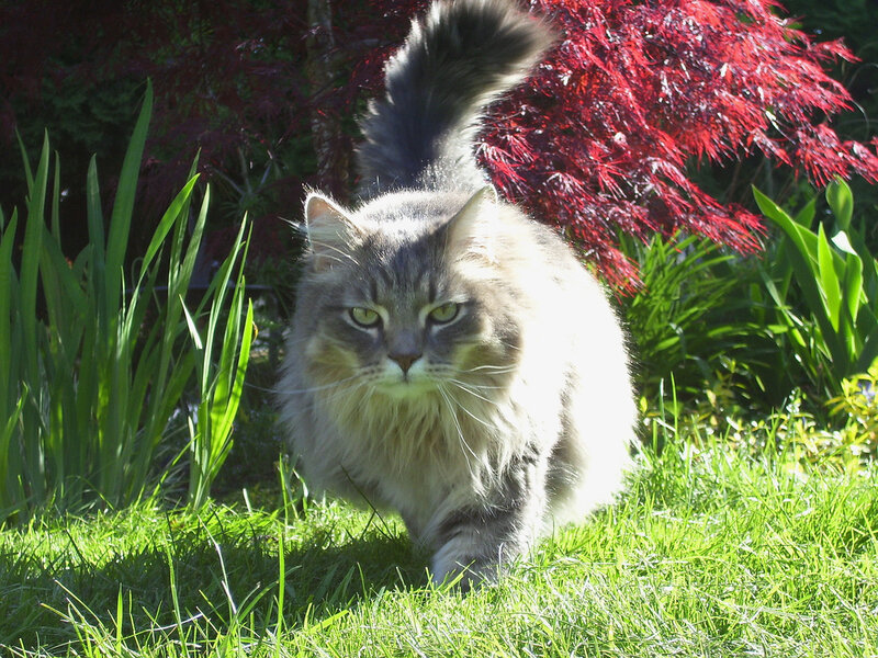 Long-haired Cat in Garden