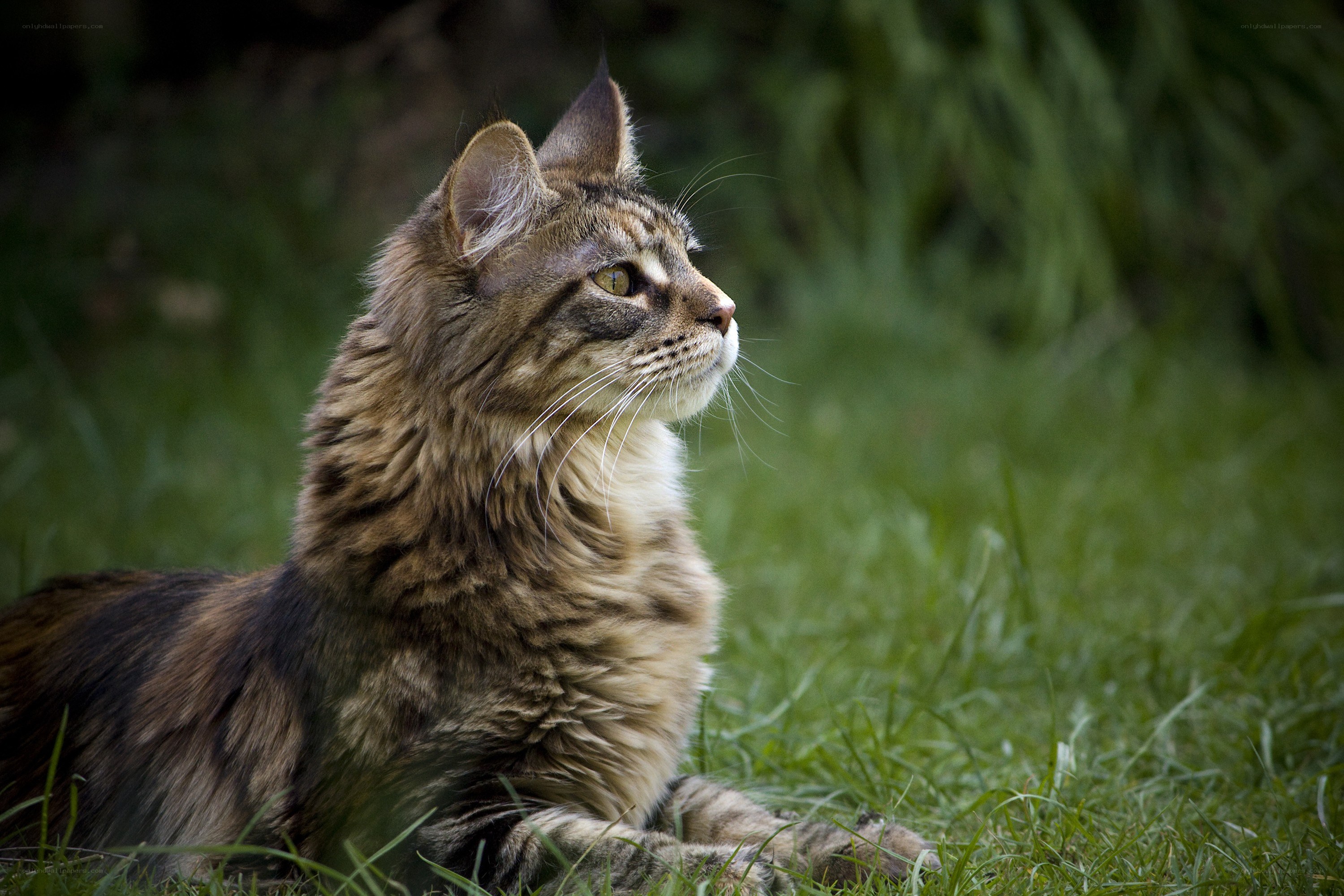long-haired cat in grass