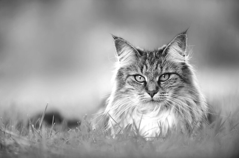 Long-haired Cat in Grass — Black