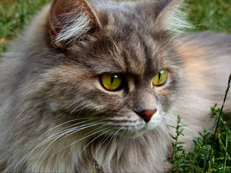 Long-haired Cat in Grass — Gray
