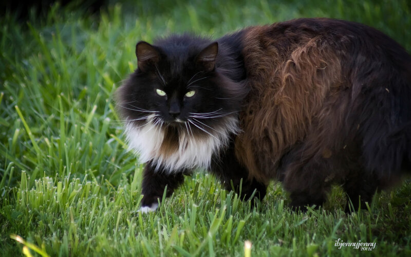 Long-haired Cat in Grass — Green, Alert