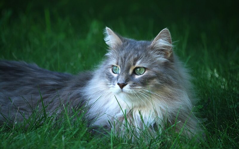 Long-haired Cat in Grass — Green, Calm, Afternoon
