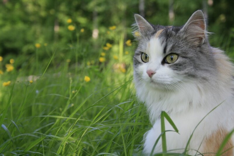 Long-haired Cat in Grass — Green, Calm