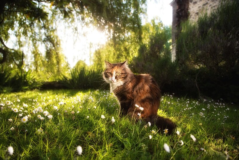 Long-haired Cat in Grass — Green, Serene