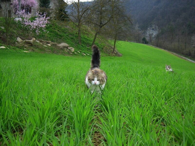 Long-haired Cat in Grass — Green