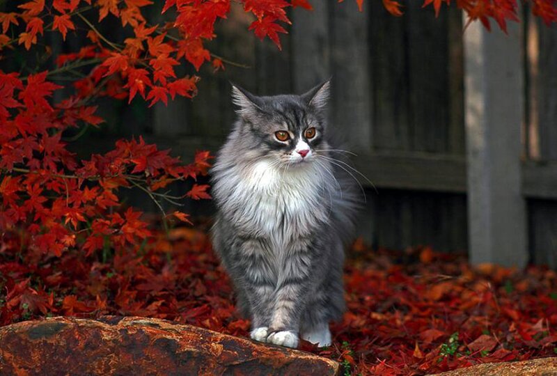 Long-haired Cat in Leaves