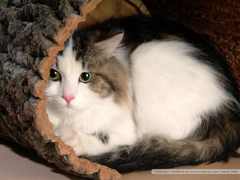 Long-haired Cat in Log