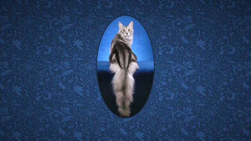 Long-haired Cat in Oval Frame