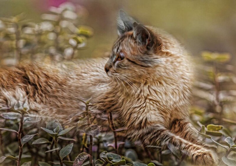 Long-haired Cat in Plants