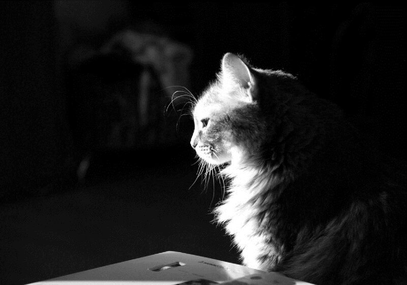 Long-haired Cat in Profile — Black
