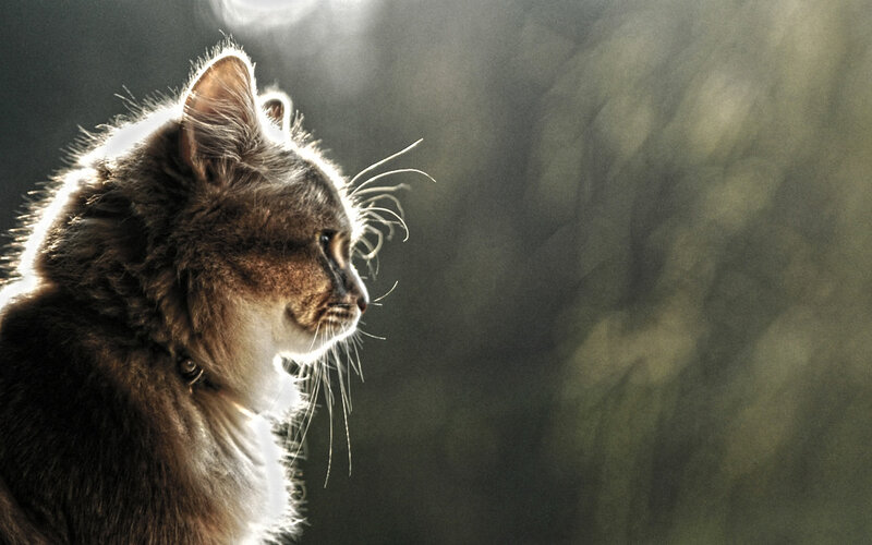 Long-haired Cat in Profile — Brown, Dramatic