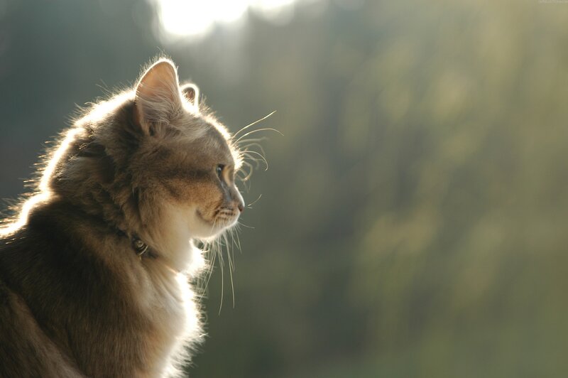 Long-haired Cat in Profile — Brown, Serene, Sunset, Photograph, Sunlight