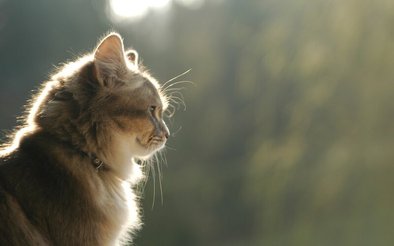 Long-haired Cat in Profile — Brown, Serene, Sunset, Photograph, Sunlight, Whiskers