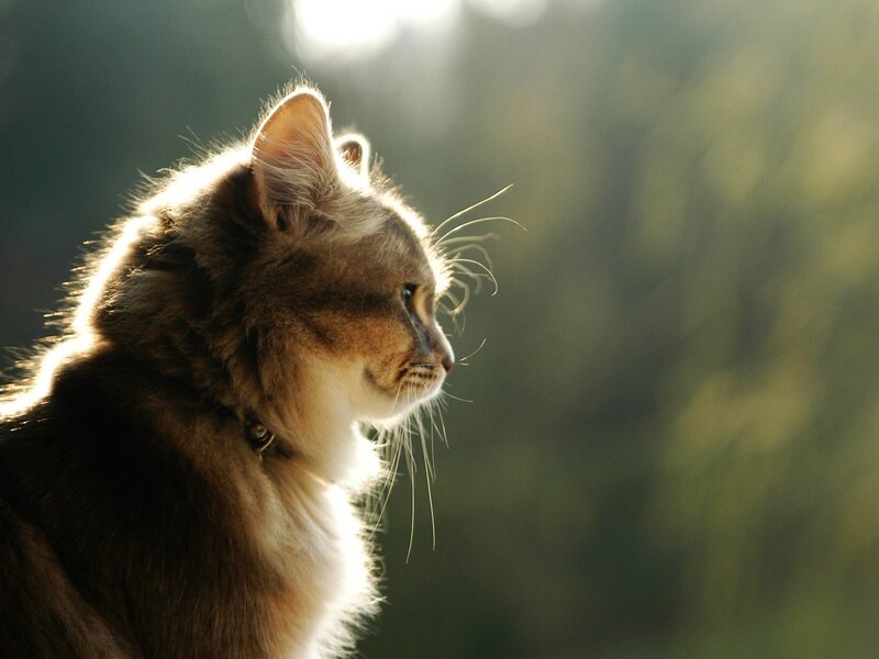 Long-haired Cat in Profile — Brown, Serene, Sunset, Photograph