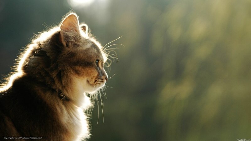 Long-haired Cat in Profile — Brown, Serene