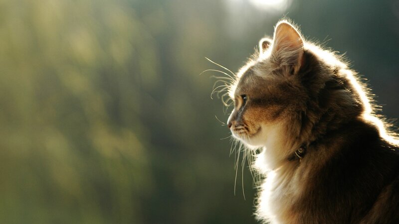 Long-haired Cat in Profile — Brown