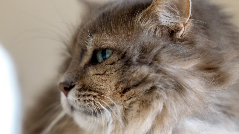 Long-haired Cat in Profile