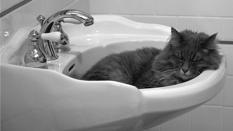 Long-haired Cat in Sink — Black