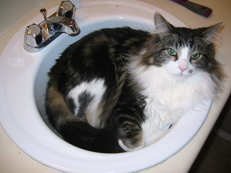 Long-haired Cat in Sink