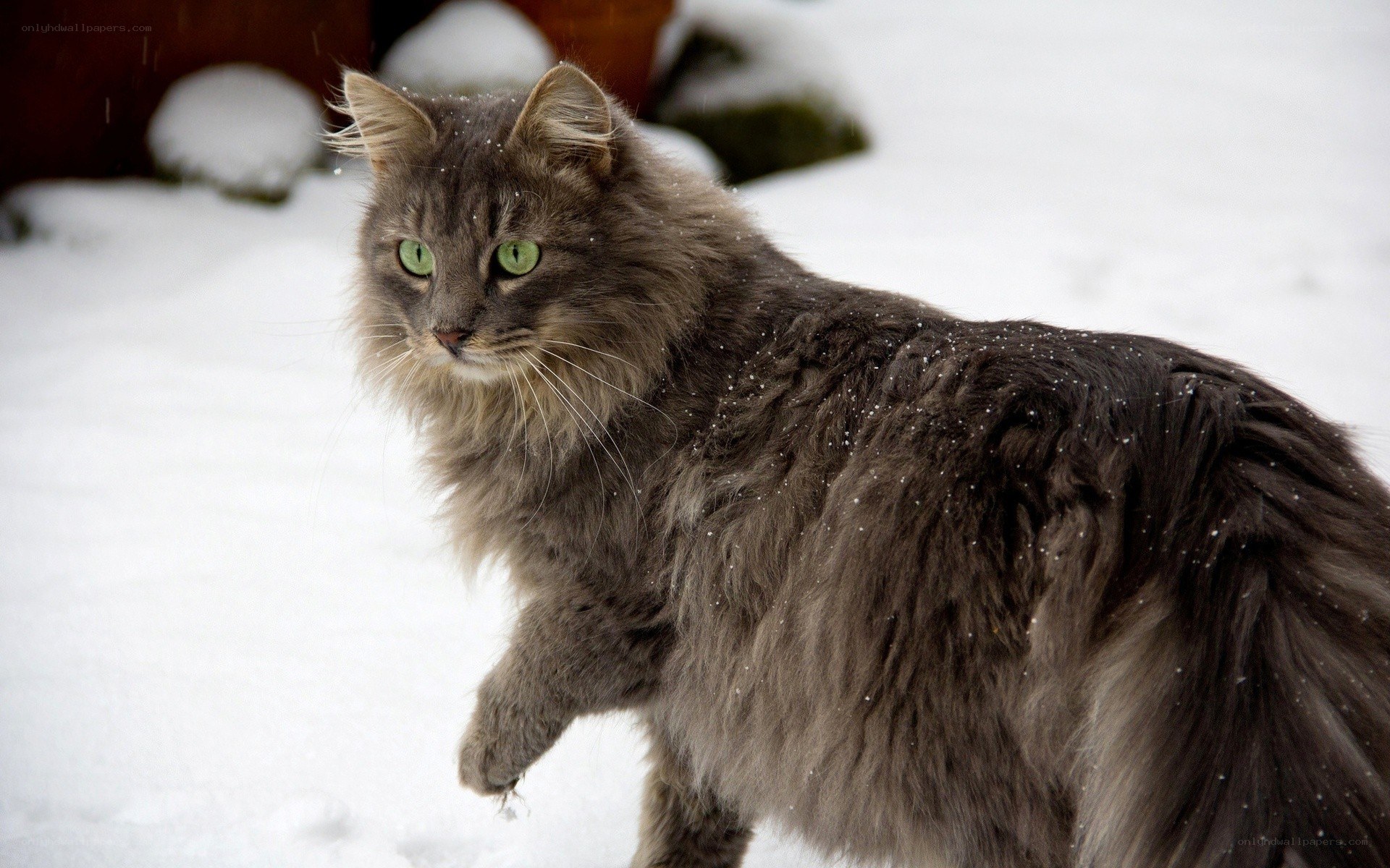 long-haired cat in snow