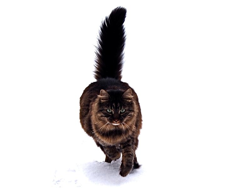 Long-haired Cat in Snow — Black