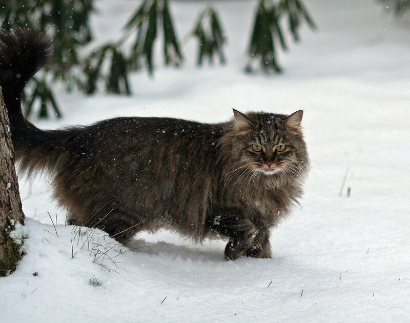 Long-haired Cat in Snow — Brown, Calm
