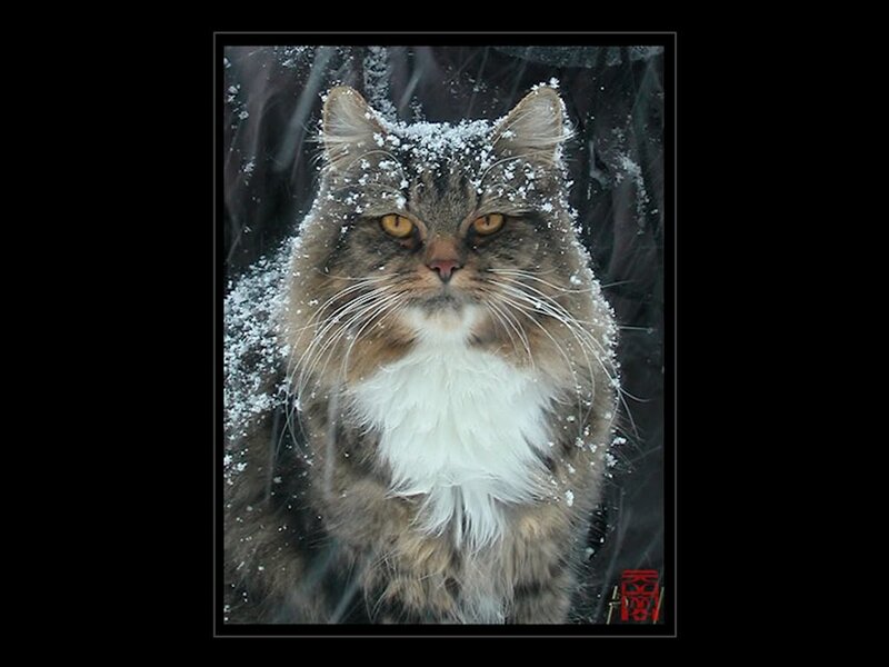 Long-haired Cat in Snow — Brown
